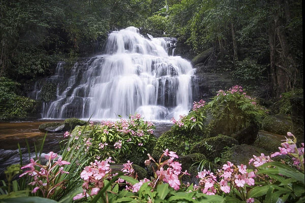Beautiful waterfall with pink snapdragon flower in foreground, Mun dang waterfall at Phu Hin Rong Kla National Park, Petchaboon province, Thailand