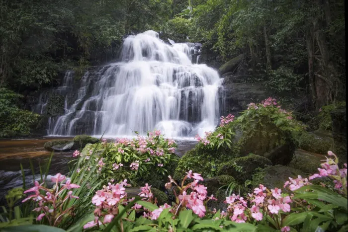 Framed Print : Beautiful waterfall with pink snapdragon flower in foreground, Mun dang waterfall at Phu Hin Rong Kla National Park, Petchaboon province, Thailand Framed Print : Beautiful waterfall with pink snapdragon flower in foreground, Mun dang waterfall at Phu Hin Rong Kla National Park, Petchaboon province, Thailand