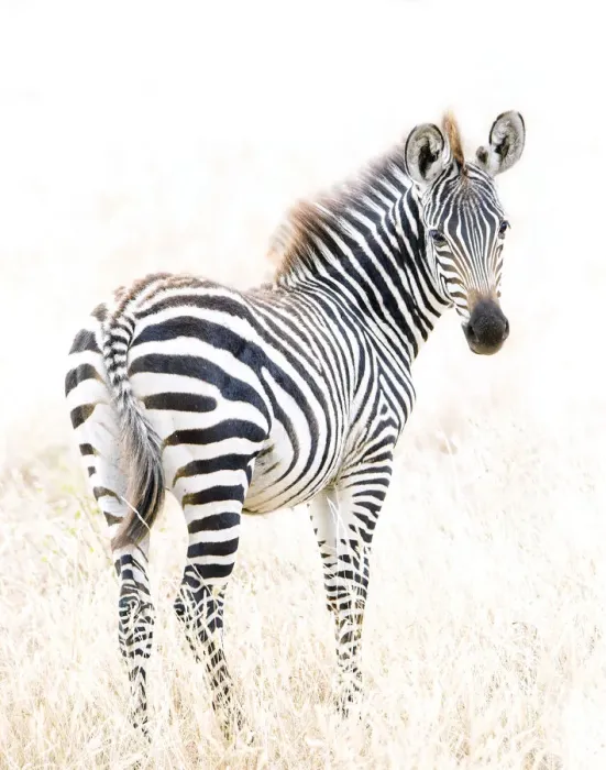 Framed Print : Beautiful Zebra Portrait Framed Print : Beautiful Zebra Portrait
