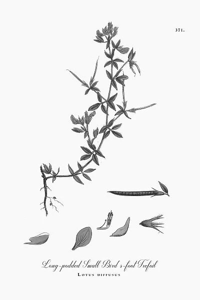 Beautifully Illustrated Antique Engraved Long-podded Small Birdas-foot Trefoil, Lotus diffusus