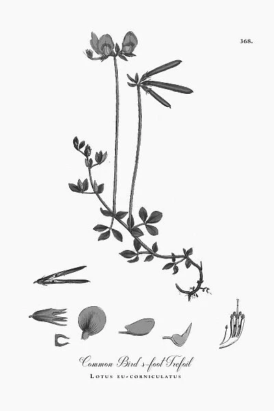 Beautifully Illustrated Antique Engraved Common Birdas-foot Trefoil, Lotus eu-corniculatus