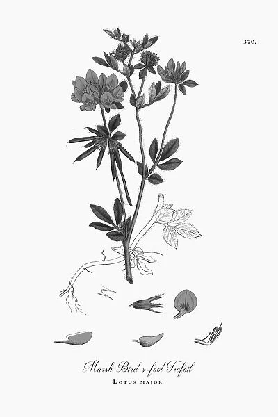 Beautifully Illustrated Antique Engraved Marsh Birdas-foot Trefoil, Lotus major