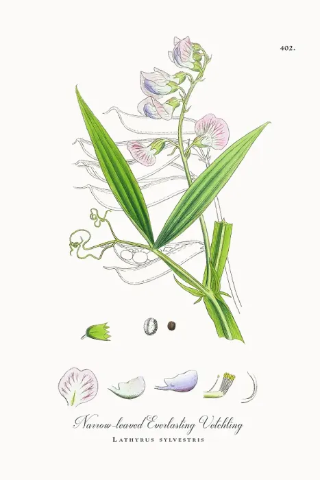 Framed Print : Beautifully Restored, Antique Engraved and Hand-Colored Victorian Botanical Illustration, 1863 Framed Print : Beautifully Restored, Antique Engraved and Hand-Colored Victorian Botanical Illustration, 1863