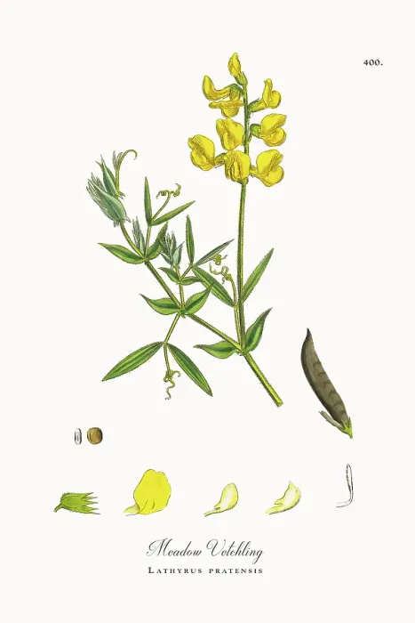 Framed Print : Beautifully Restored, Antique Engraved and Hand-Colored Victorian Botanical Illustration, 1863 Framed Print : Beautifully Restored, Antique Engraved and Hand-Colored Victorian Botanical Illustration, 1863