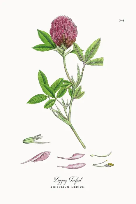 Framed Print : Beautifully Restored, Antique Engraved and Hand-Colored Victorian Botanical Illustration, 1863 Framed Print : Beautifully Restored, Antique Engraved and Hand-Colored Victorian Botanical Illustration, 1863