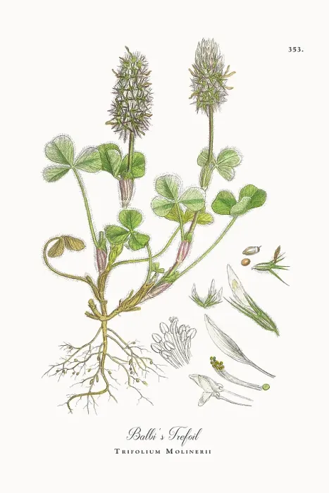 Framed Print : Beautifully Restored, Antique Engraved and Hand-Colored Victorian Botanical Illustration, 1863 Framed Print : Beautifully Restored, Antique Engraved and Hand-Colored Victorian Botanical Illustration, 1863