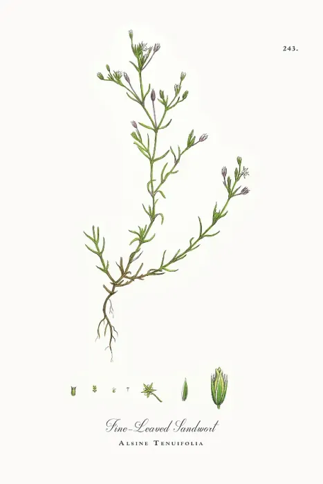 Framed Print : Beautifully Restored, Antique Engraved and Hand-Colored Victorian Botanical Illustration, 1863 Framed Print : Beautifully Restored, Antique Engraved and Hand-Colored Victorian Botanical Illustration, 1863