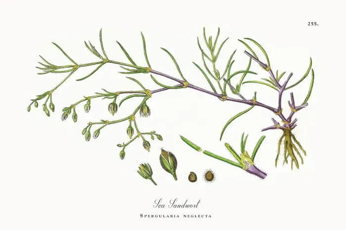 Framed Print : Beautifully Restored, Antique Engraved and Hand-Colored Victorian Botanical Illustration, 1863 Framed Print : Beautifully Restored, Antique Engraved and Hand-Colored Victorian Botanical Illustration, 1863
