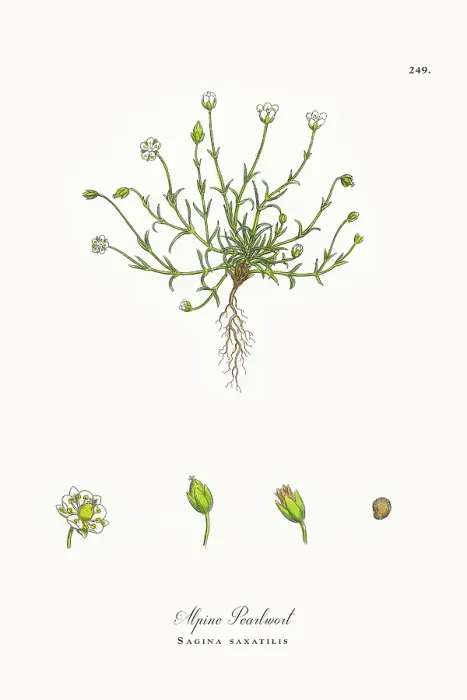 Framed Print : Beautifully Restored, Antique Engraved and Hand-Colored Victorian Botanical Illustration, 1863 Framed Print : Beautifully Restored, Antique Engraved and Hand-Colored Victorian Botanical Illustration, 1863