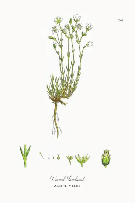 Framed Print : Beautifully Restored, Antique Engraved and Hand-Colored Victorian Botanical Illustration, 1863 Framed Print : Beautifully Restored, Antique Engraved and Hand-Colored Victorian Botanical Illustration, 1863