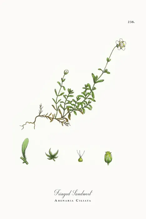 Framed Print : Beautifully Restored, Antique Engraved and Hand-Colored Victorian Botanical Illustration, 1863