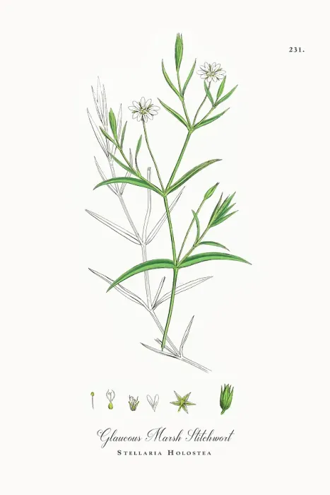 Framed Print : Beautifully Restored, Antique Engraved and Hand-Colored Victorian Botanical Illustration, 1863 Framed Print : Beautifully Restored, Antique Engraved and Hand-Colored Victorian Botanical Illustration, 1863