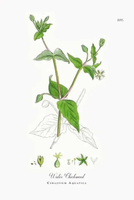 Framed Print : Beautifully Restored, Antique Engraved and Hand-Colored Victorian Botanical Illustration, 1863 Framed Print : Beautifully Restored, Antique Engraved and Hand-Colored Victorian Botanical Illustration, 1863