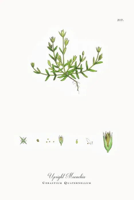 Framed Print : Beautifully Restored, Antique Engraved and Hand-Colored Victorian Botanical Illustration, 1863 Framed Print : Beautifully Restored, Antique Engraved and Hand-Colored Victorian Botanical Illustration, 1863