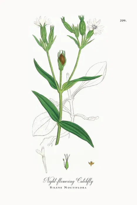 Framed Print : Beautifully Restored, Antique Engraved and Hand-Colored Victorian Botanical Illustration, 1863