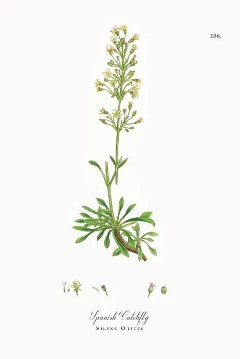 Framed Print : Beautifully Restored, Antique Engraved and Hand-Colored Victorian Botanical Illustration, 1863