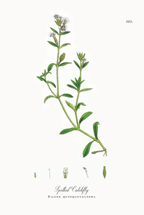 Framed Print : Beautifully Restored, Antique Engraved and Hand-Colored Victorian Botanical Illustration, 1863 Framed Print : Beautifully Restored, Antique Engraved and Hand-Colored Victorian Botanical Illustration, 1863