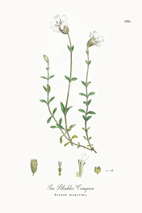 Framed Print : Beautifully Restored, Antique Engraved and Hand-Colored Victorian Botanical Illustration, 1863 Framed Print : Beautifully Restored, Antique Engraved and Hand-Colored Victorian Botanical Illustration, 1863