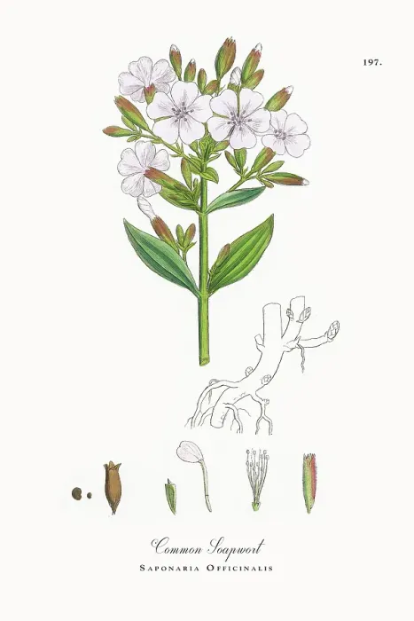 Framed Print : Beautifully Restored, Antique Engraved and Hand-Colored Victorian Botanical Illustration, 1863 Framed Print : Beautifully Restored, Antique Engraved and Hand-Colored Victorian Botanical Illustration, 1863