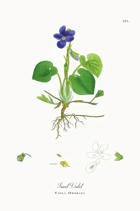 Framed Print : Beautifully Restored, Antique Engraved and Hand-Colored Victorian Botanical Illustration, 1863 Framed Print : Beautifully Restored, Antique Engraved and Hand-Colored Victorian Botanical Illustration, 1863