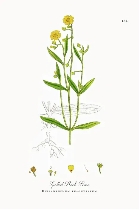 Framed Print : Beautifully Restored, Antique Engraved and Hand-Colored Victorian Botanical Illustration, 1863