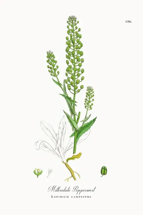 Framed Print : Beautifully Restored, Antique Engraved and Hand-Colored Victorian Botanical Illustration, 1863 Framed Print : Beautifully Restored, Antique Engraved and Hand-Colored Victorian Botanical Illustration, 1863