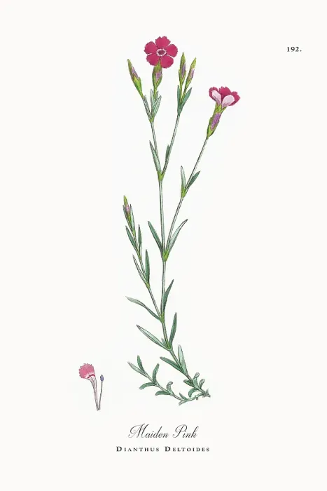 Framed Print : Beautifully Restored, Antique Engraved and Hand-Colored Victorian Botanical Illustration, 1863 Framed Print : Beautifully Restored, Antique Engraved and Hand-Colored Victorian Botanical Illustration, 1863