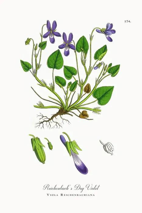 Framed Print : Beautifully Restored, Antique Engraved and Hand-Colored Victorian Botanical Illustration, 1863 Framed Print : Beautifully Restored, Antique Engraved and Hand-Colored Victorian Botanical Illustration, 1863