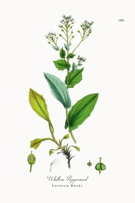 Framed Print : Beautifully Restored, Antique Engraved and Hand-Colored Victorian Botanical Illustration, 1863 Framed Print : Beautifully Restored, Antique Engraved and Hand-Colored Victorian Botanical Illustration, 1863