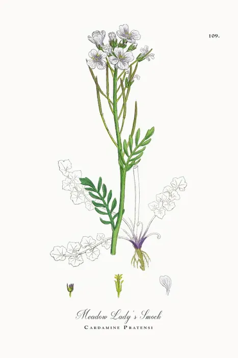 Framed Print : Beautifully Restored, Antique Engraved and Hand-Colored Victorian Botanical Illustration, 1863 Framed Print : Beautifully Restored, Antique Engraved and Hand-Colored Victorian Botanical Illustration, 1863