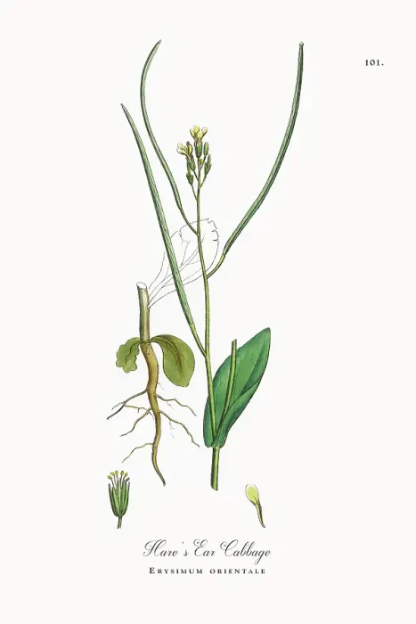 Framed Print : Beautifully Restored, Antique Engraved and Hand-Colored Victorian Botanical Illustration, 1863 Framed Print : Beautifully Restored, Antique Engraved and Hand-Colored Victorian Botanical Illustration, 1863