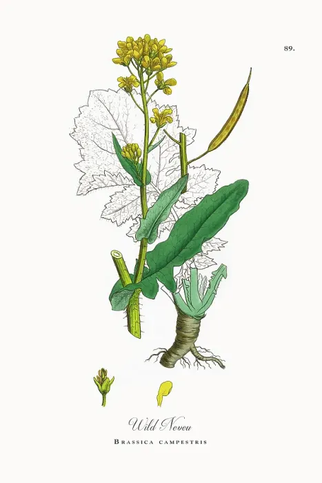 Framed Print : Beautifully Restored, Antique Engraved and Hand-Colored Victorian Botanical Illustration, 1863 Framed Print : Beautifully Restored, Antique Engraved and Hand-Colored Victorian Botanical Illustration, 1863