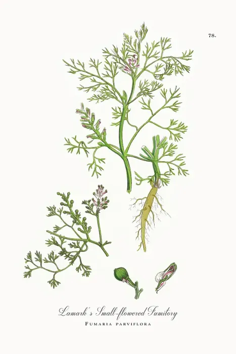 Framed Print : Beautifully Restored, Antique Engraved and Hand-Colored Victorian Botanical Illustration, 1863 Framed Print : Beautifully Restored, Antique Engraved and Hand-Colored Victorian Botanical Illustration, 1863