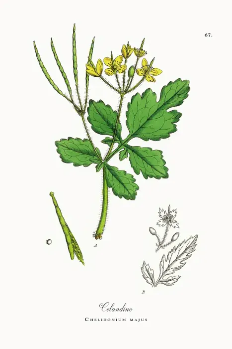 Framed Print : Beautifully Restored, Antique Engraved and Hand-Colored Victorian Botanical Illustration, 1863 Framed Print : Beautifully Restored, Antique Engraved and Hand-Colored Victorian Botanical Illustration, 1863