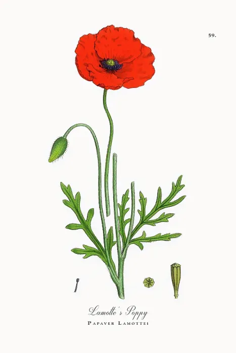 Framed Print : Beautifully Restored, Antique Engraved and Hand-Colored Victorian Botanical Illustration, 1863 Framed Print : Beautifully Restored, Antique Engraved and Hand-Colored Victorian Botanical Illustration, 1863