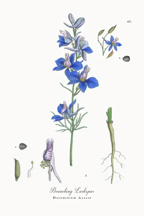Framed Print : Beautifully Restored, Antique Engraved and Hand-Colored Victorian Botanical Illustration, 1863 Framed Print : Beautifully Restored, Antique Engraved and Hand-Colored Victorian Botanical Illustration, 1863