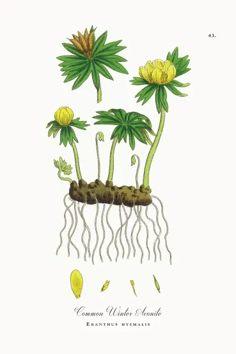 Framed Print : Beautifully Restored, Antique Engraved and Hand-Colored Victorian Botanical Illustration, 1863 Framed Print : Beautifully Restored, Antique Engraved and Hand-Colored Victorian Botanical Illustration, 1863