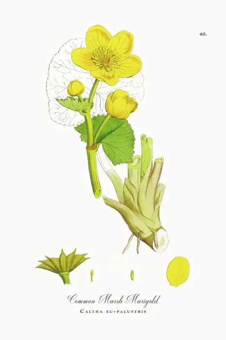 Framed Print : Beautifully Restored, Antique Engraved and Hand-Colored Victorian Botanical Illustration, 1863 Framed Print : Beautifully Restored, Antique Engraved and Hand-Colored Victorian Botanical Illustration, 1863