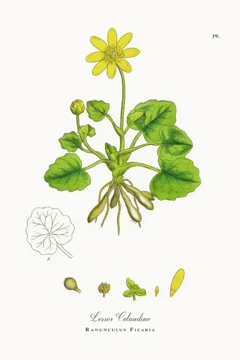 Framed Print : Beautifully Restored, Antique Engraved and Hand-Colored Victorian Botanical Illustration, 1863 Framed Print : Beautifully Restored, Antique Engraved and Hand-Colored Victorian Botanical Illustration, 1863