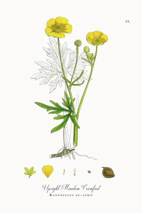 Framed Print : Beautifully Restored, Antique Engraved and Hand-Colored Victorian Botanical Illustration, 1863 Framed Print : Beautifully Restored, Antique Engraved and Hand-Colored Victorian Botanical Illustration, 1863