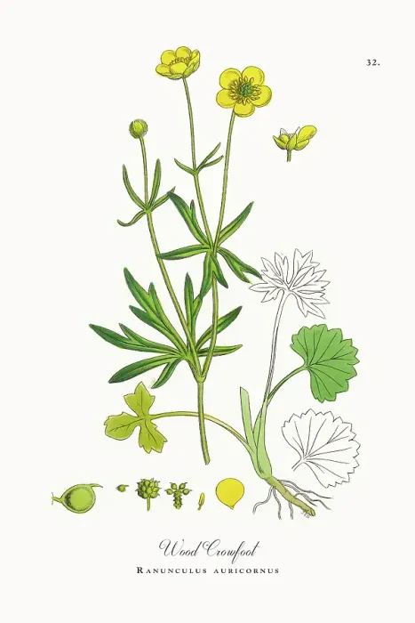 Framed Print : Beautifully Restored, Antique Engraved and Hand-Colored Victorian Botanical Illustration, 1863 Framed Print : Beautifully Restored, Antique Engraved and Hand-Colored Victorian Botanical Illustration, 1863