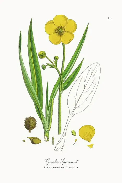 Framed Print : Beautifully Restored, Antique Engraved and Hand-Colored Victorian Botanical Illustration, 1863 Framed Print : Beautifully Restored, Antique Engraved and Hand-Colored Victorian Botanical Illustration, 1863