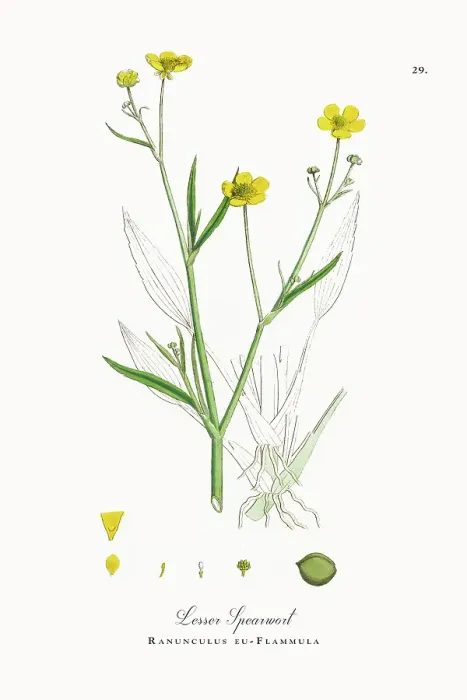 Framed Print : Beautifully Restored, Antique Engraved and Hand-Colored Victorian Botanical Illustration, 1863 Framed Print : Beautifully Restored, Antique Engraved and Hand-Colored Victorian Botanical Illustration, 1863