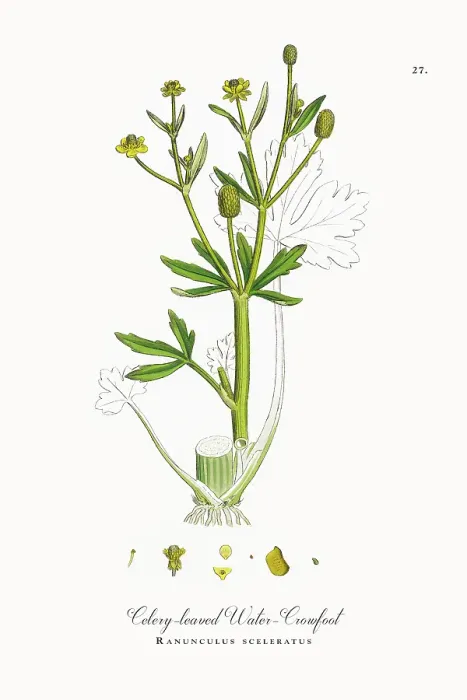 Framed Print : Beautifully Restored, Antique Engraved and Hand-Colored Victorian Botanical Illustration, 1863 Framed Print : Beautifully Restored, Antique Engraved and Hand-Colored Victorian Botanical Illustration, 1863