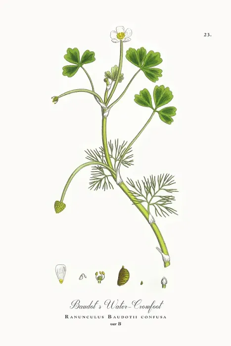 Framed Print : Beautifully Restored, Antique Engraved and Hand-Colored Victorian Botanical Illustration, 1863 Framed Print : Beautifully Restored, Antique Engraved and Hand-Colored Victorian Botanical Illustration, 1863