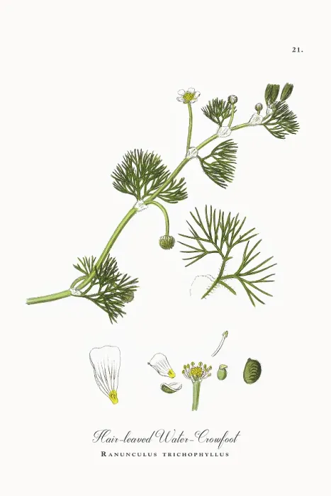 Framed Print : Beautifully Restored, Antique Engraved and Hand-Colored Victorian Botanical Illustration, 1863 Framed Print : Beautifully Restored, Antique Engraved and Hand-Colored Victorian Botanical Illustration, 1863