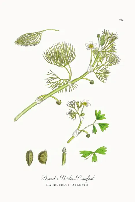 Framed Print : Beautifully Restored, Antique Engraved and Hand-Colored Victorian Botanical Illustration, 1863 Framed Print : Beautifully Restored, Antique Engraved and Hand-Colored Victorian Botanical Illustration, 1863