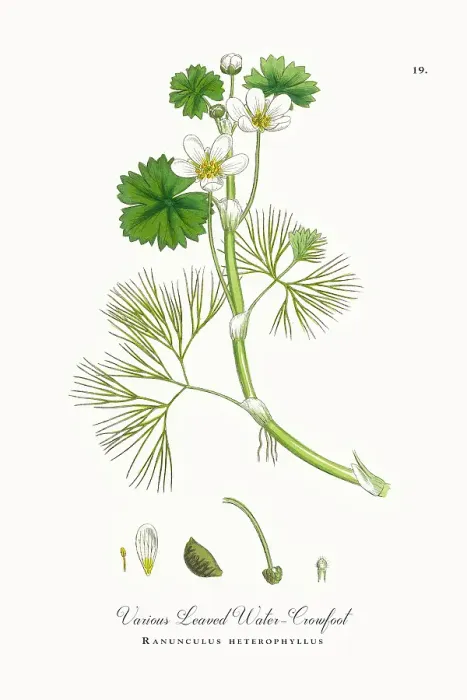 Framed Print : Beautifully Restored, Antique Engraved and Hand-Colored Victorian Botanical Illustration, 1863 Framed Print : Beautifully Restored, Antique Engraved and Hand-Colored Victorian Botanical Illustration, 1863