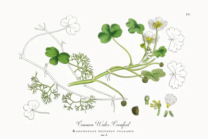 Framed Print : Beautifully Restored, Antique Engraved and Hand-Colored Victorian Botanical Illustration, 1863 Framed Print : Beautifully Restored, Antique Engraved and Hand-Colored Victorian Botanical Illustration, 1863
