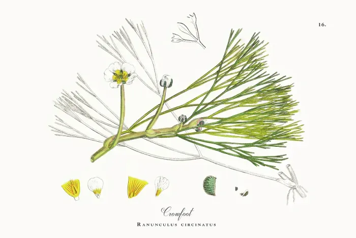 Framed Print : Beautifully Restored, Antique Engraved and Hand-Colored Victorian Botanical Illustration, 1863 Framed Print : Beautifully Restored, Antique Engraved and Hand-Colored Victorian Botanical Illustration, 1863